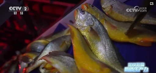 突破創新，藍色“智慧糧倉”——新質生產力奏響魚類養殖澎湃新“樂章”