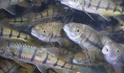 石斑魚養(yǎng)殖環(huán)境核心要素與四大養(yǎng)殖模式解析，兼論水質(zhì)改良劑研發(fā)的重要性